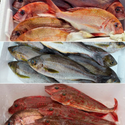 めちゃお得！和歌山の産地直送鮮魚BOX (約1万円分・3種以上詰め合わせ)