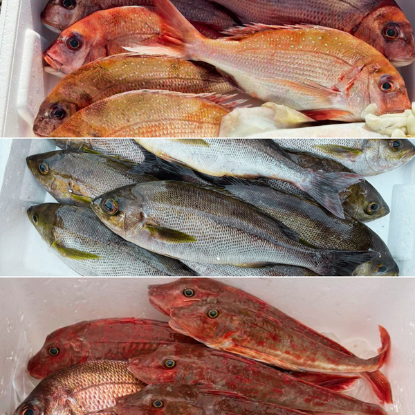 めちゃお得！和歌山の産地直送鮮魚BOX (約1万円分・3種以上詰め合わせ)