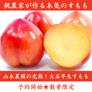 山本農園の完熟！大石早生すもも1.3kg～