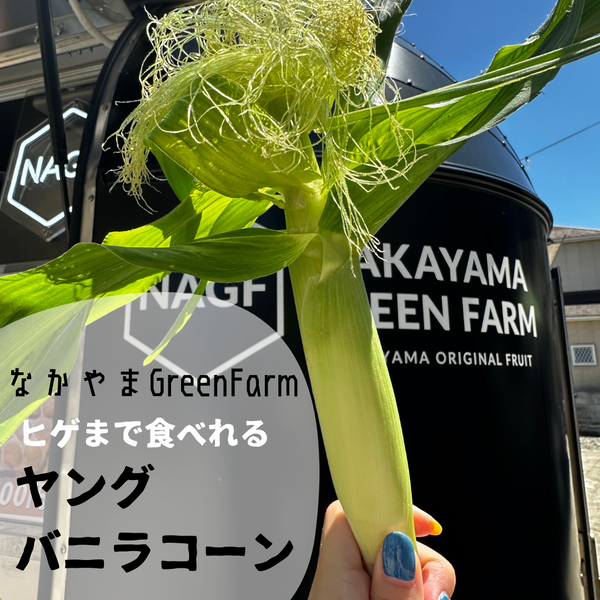 【予約販売】なかやまGreenFarm の若採れバニラコーン ヤングコーン (15本入)
