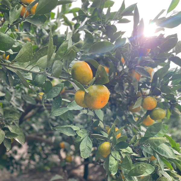 【12月中旬～出荷開始】下津の中西園のみかん 5kg