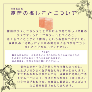 あかね色のシロップができる！和歌山みなべのレア梅「露茜」1kg~