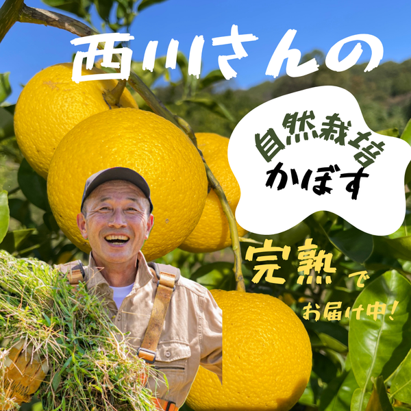 紀の川雑草レモン農園Plusの自然栽培かぼす2㎏～（農薬・化学肥料・除草剤未使用）