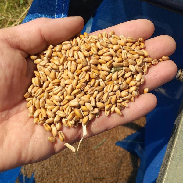 挽き立てでお届け！ファームゆうきの全粒粉 (400g)