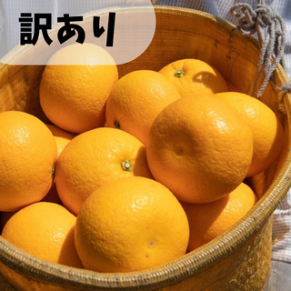 お得なご家庭用！いとうふぁーむのさつき八朔（はっさく）4kg