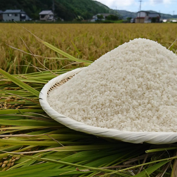 2025年度産！世界遺産熊野古道で育てたお米「熊野米」5kg