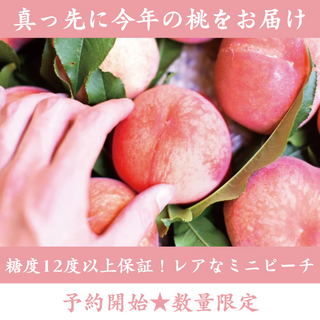 糖度12度以上保証！レアなミニピーチ 600g