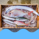 箕島漁港の漁師さんから直送！紀州金比羅丸の鮮魚BOX【2kg詰め合わせ】