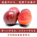 メスレーすもも1.5kg～