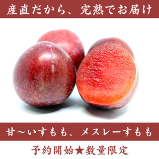 メスレーすもも1.5kg～