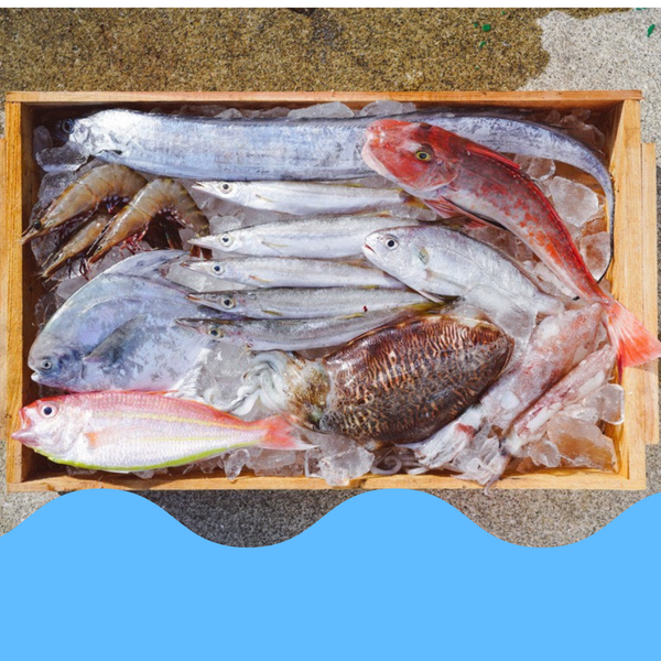 箕島漁港の漁師さんから直送！紀州金比羅丸の鮮魚BOX【3kg詰め合わせ】