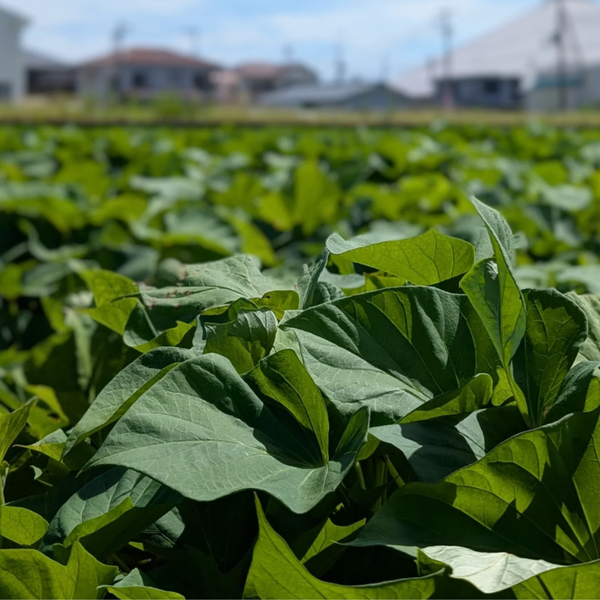 ほくほく感と上品な甘みの「福紫」2㎏～