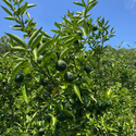 紀の川雑草レモン農園Plusの自然栽培 すだち2㎏（農薬・化学肥料・除草剤未使用）