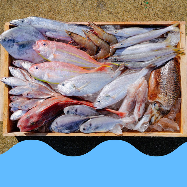 箕島漁港の漁師さんから直送！紀州金比羅丸の鮮魚BOX【4kg詰め合わせ】