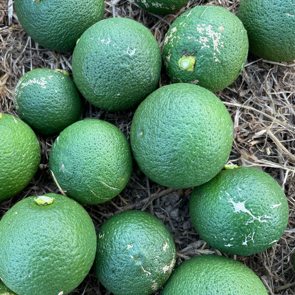 紀の川雑草レモン農園Plusの自然栽培かぼす2㎏～（農薬・化学肥料・除草剤未使用）