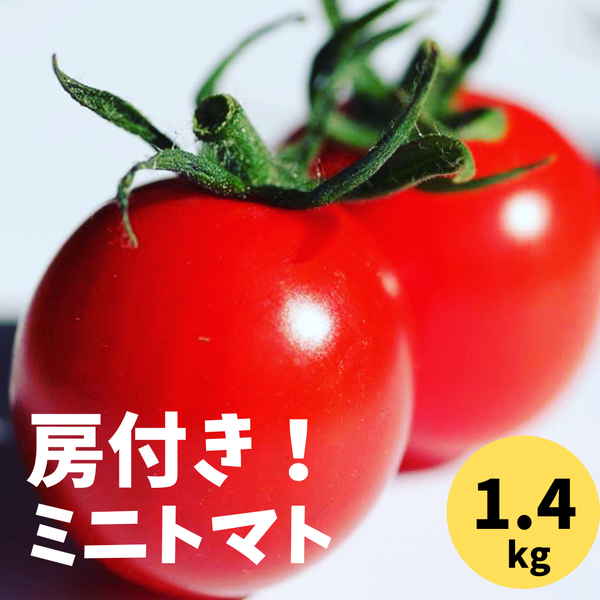 名産地からお届け！房付き高糖度ミニトマト (1.4kg)