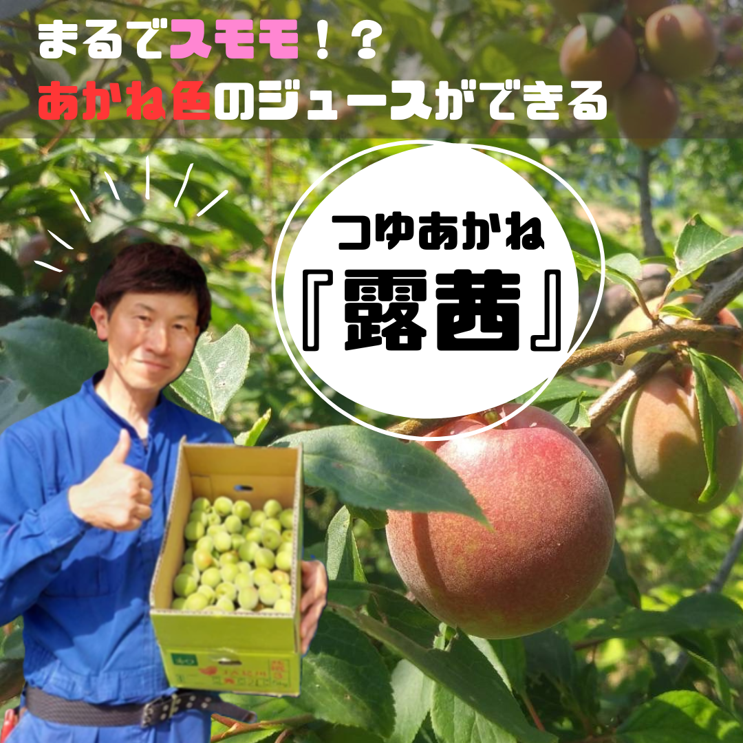 まるでスモモ!?あかね色のシロップジュースができるレア品種梅「露茜