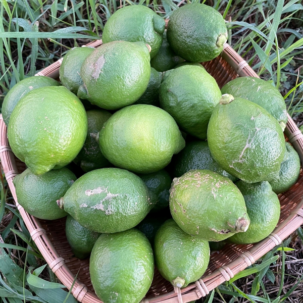 紀の川雑草レモン農園Plusの自然栽培グリーンレモン2㎏～（農薬・化学肥料・除草剤未使用）