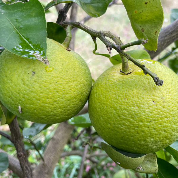 紀の川雑草レモン農園Plusの自然栽培かぼす2㎏～（農薬・化学肥料・除草剤未使用）