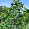 紀の川雑草レモン農園Plusの自然栽培かぼす2㎏～（農薬・化学肥料・除草剤未使用）