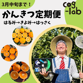 【3ヶ月 フルーツ定期便】cog-lab農園のお取り寄せ (完熟はるみ・清見・はっさく）