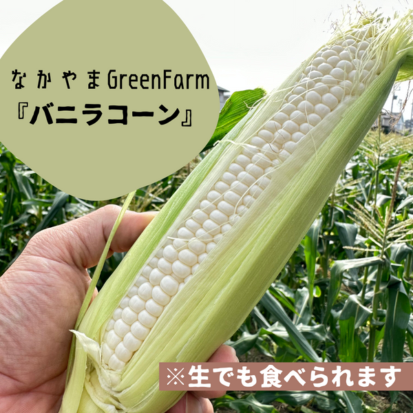 【予約販売】なかやまGreenFarm の白いとうもろこし『バニラコーン』