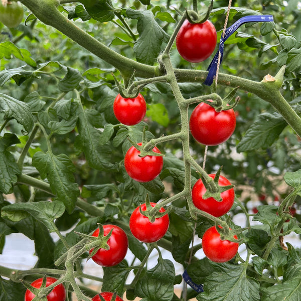 名産地からお届け！房付き高糖度ミニトマト (1.4kg)