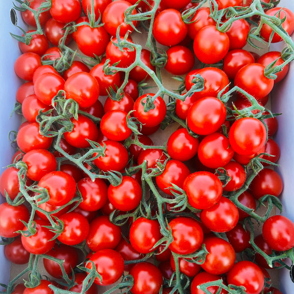 名産地からお届け！房付き高糖度ミニトマト (1.4kg)