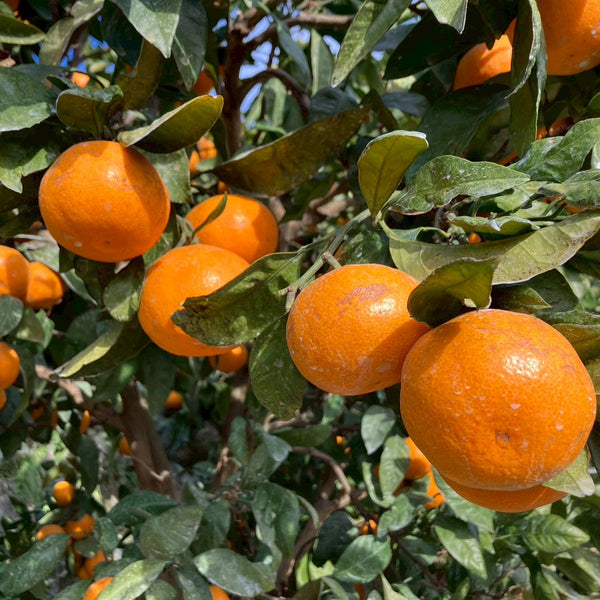 【12月中旬～出荷開始】下津の中西園のみかん 5kg