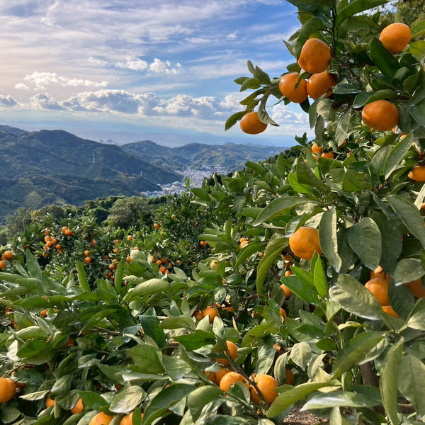 【12月中旬～出荷開始】下津の中西園のみかん 5kg