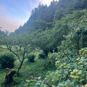 ミル付き！有田川町なもふ山椒農園のぶどう山椒（ホール 15g）