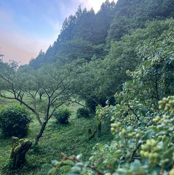 ミル付き！有田川町なもふ山椒農園のぶどう山椒（ホール 15g）