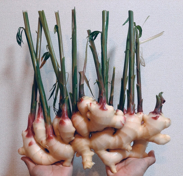 【5月20日~発送開始】皮ごと使える!田村農園の新生姜 1kg/4kg