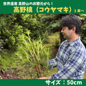 お盆・お供えに | きみの山彩堂の高野槙（コウヤマキ）50cmサイズ