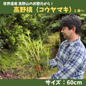 お盆・お供えに | きみの山彩堂の高野槙（コウヤマキ）60cmサイズ