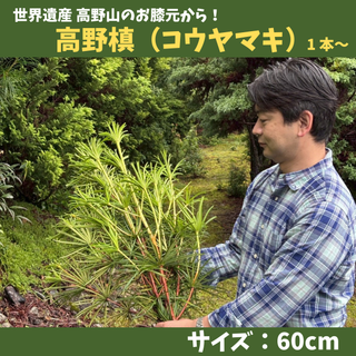 お盆・お供えに | きみの山彩堂の高野槙（コウヤマキ）60cmサイズ