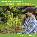 お盆・お供えに | きみの山彩堂の高野槙（コウヤマキ）70cmサイズ