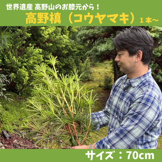 お盆・お供えに | きみの山彩堂の高野槙（コウヤマキ）70cmサイズ