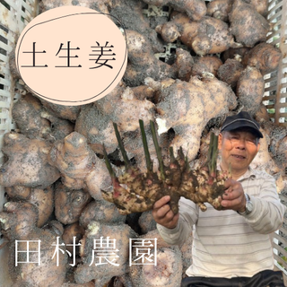 【5月20日～発送開始】田村農園の土生姜 1kg/4kg