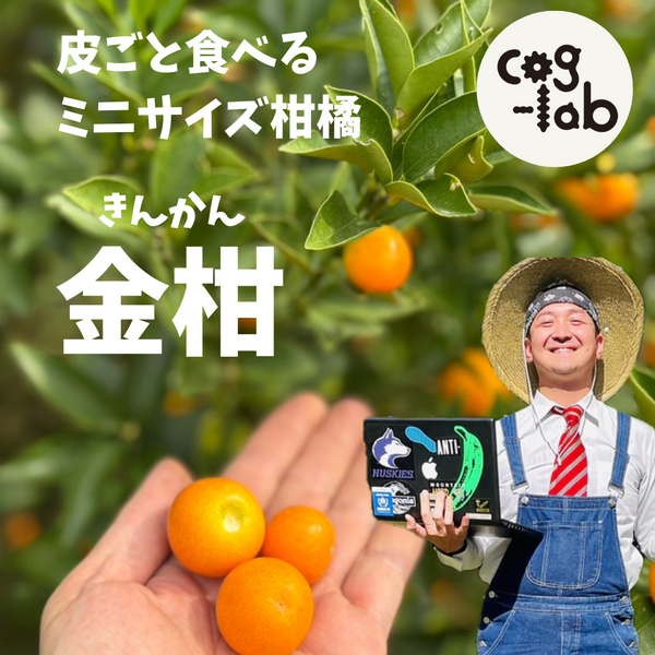皮ごと食べるミニサイズ柑橘 cog-lab農園のきんかん500g~ | 5STAR MARCHE 皮ごと食べるミニサイズ柑橘 cog-lab農園のきんかん500g~ | 5STAR MARCHE