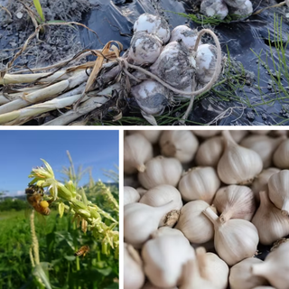 【予約販売】元ちゃんファームの自然栽培！優しい味の生にんにく