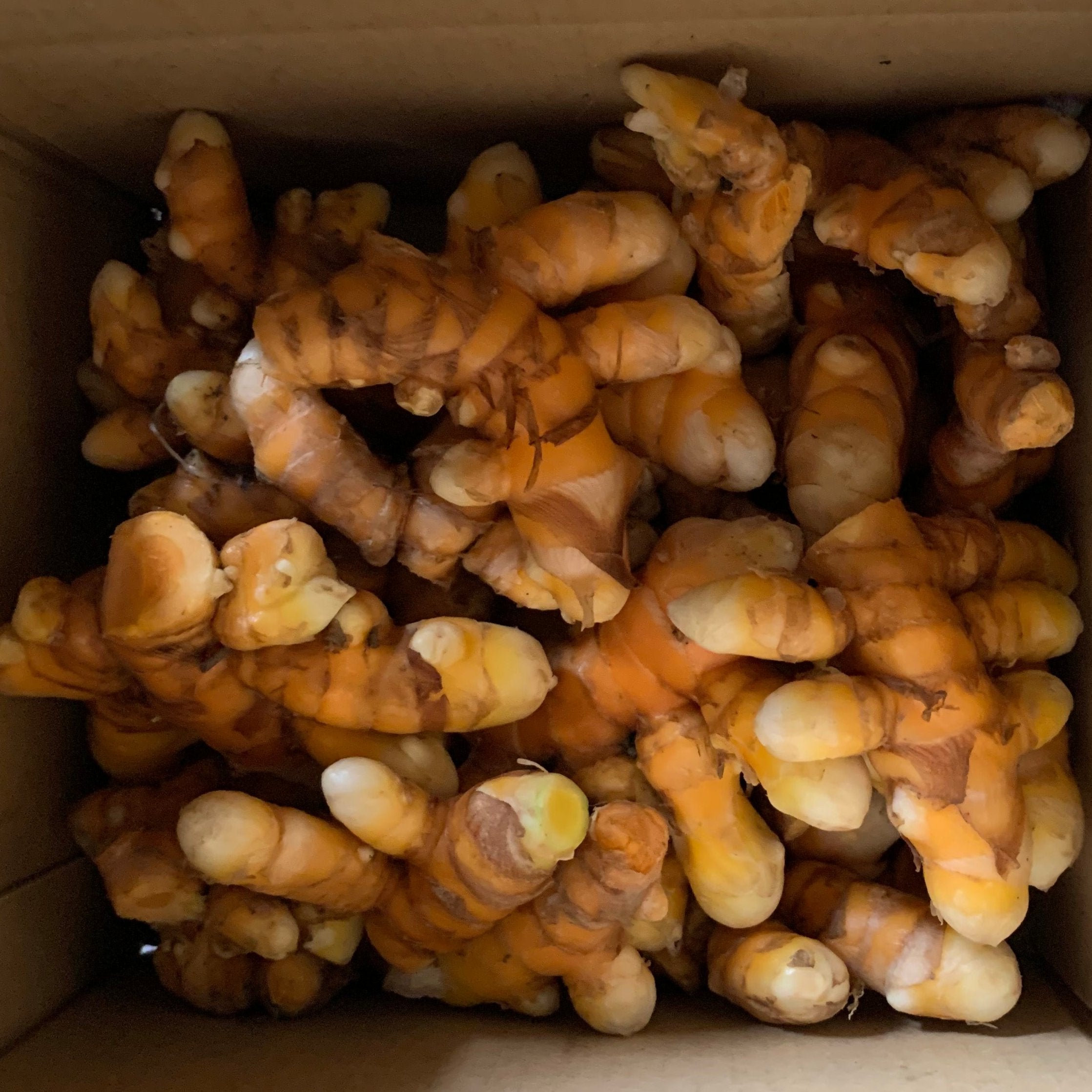 お取り寄せ生ウコン（秋ウコン） 1kg~ | 5STAR MARCHE