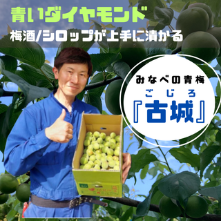 【シロップ・梅酒用】和歌山みなべの青いダイヤ！古城梅「青梅」 1kg~