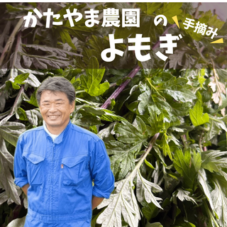 【期間限定】かたやま農園のヨモギ生葉　250g~