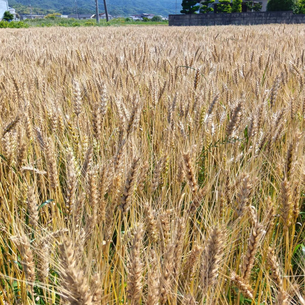 挽き立てでお届け！ファームゆうきの全粒粉 (400g)