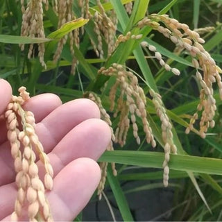 ファームゆうきの有機栽培基準のお米（玄米/白米）