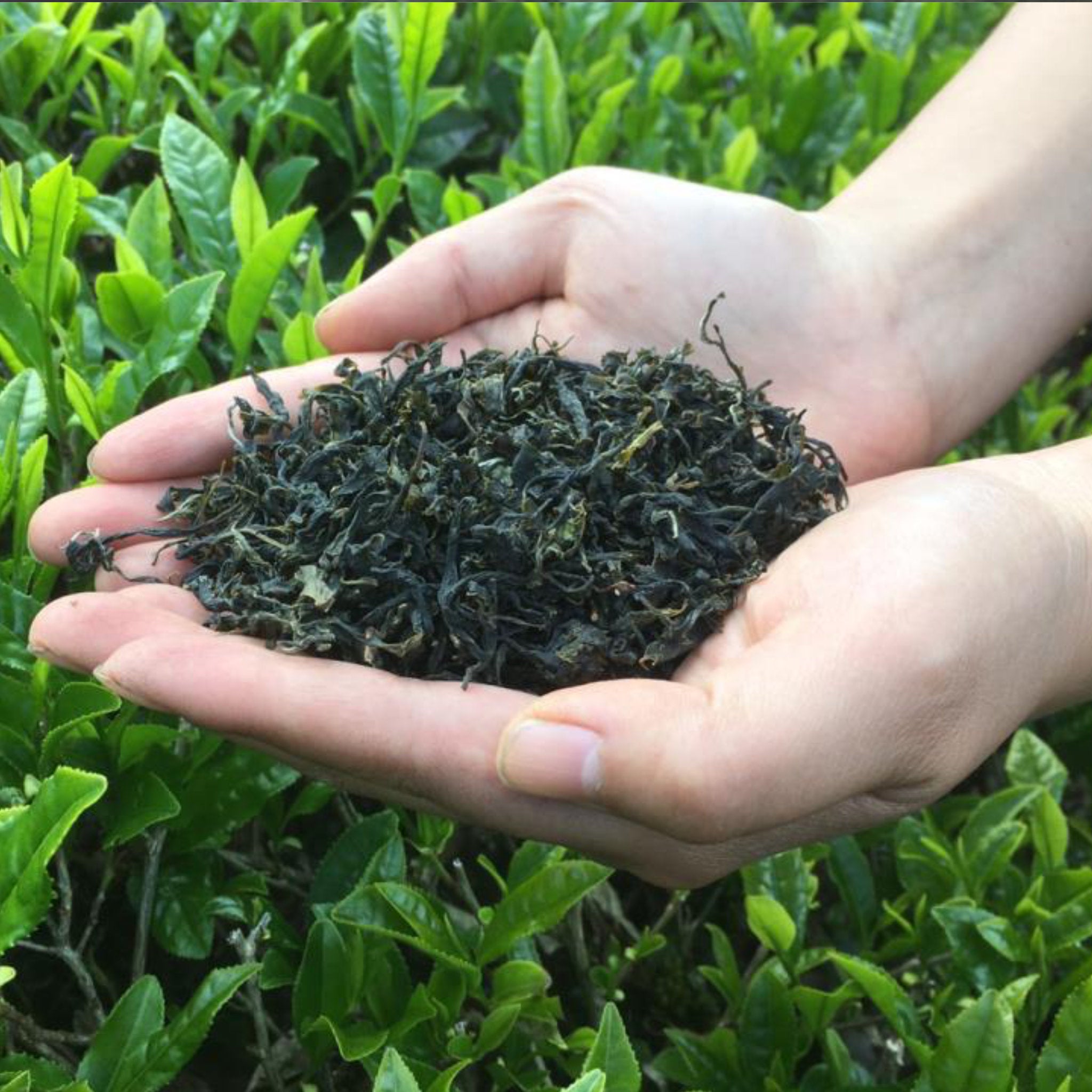 健康_農薬・化学肥料未使用 | 5STAR MARCHE