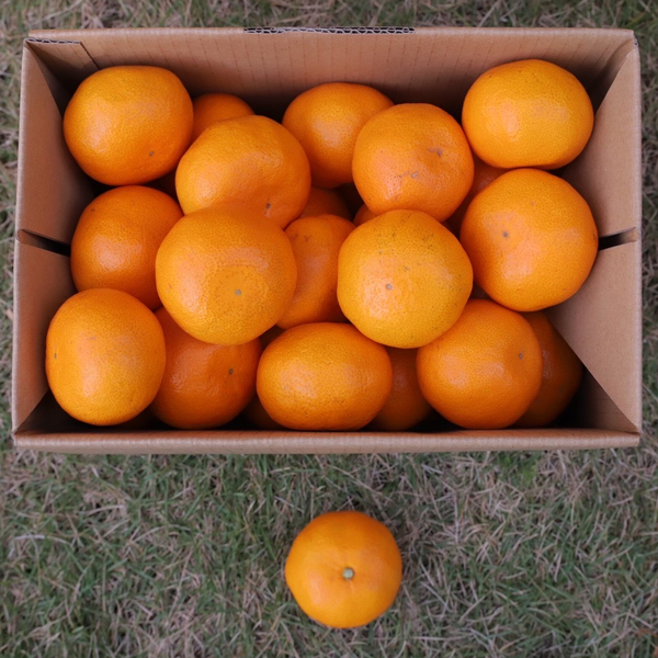 和歌山産】糖度自慢!減農薬若野みかん3kg~|森隆農園 | 5STAR MARCHE 和歌山産】糖度自慢!減農薬若野みかん3kg~|森隆農園 | 5STAR MARCHE